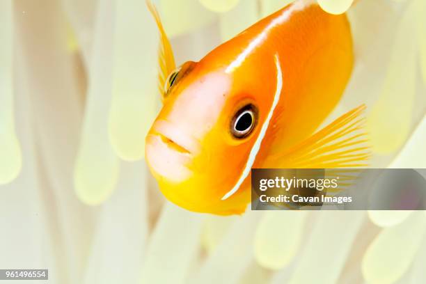 pink anemonefish (amphiprion perideraion) swimming amidst magnificent sea anemone - amphiprion akallopisos stock pictures, royalty-free photos & images