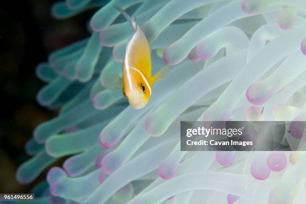 pink anemonefish swimming amidst magnificent sea anemone - amphiprion akallopisos stock pictures, royalty-free photos & images