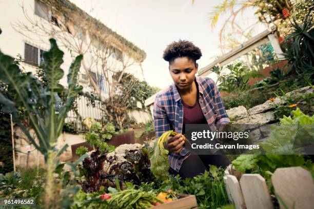 young woman harvesting fresh vegetables at organic farm - jardim na cidade imagens e fotografias de stock