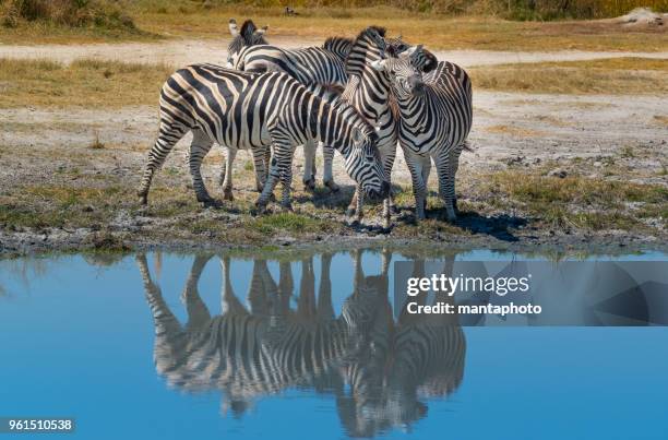 zebras in the wild - uganda stock pictures, royalty-free photos & images