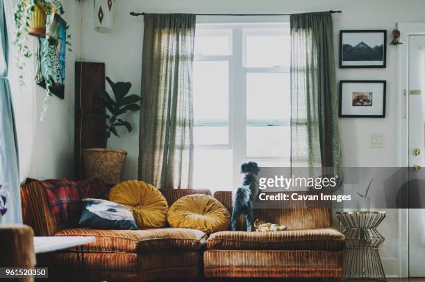 rear view of dog looking through window while standing on sofa at home - hund nicht mensch stock-fotos und bilder