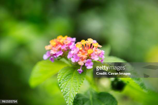 close-up of lantana camara blooming on plant at park - lantana camara stock pictures, royalty-free photos & images