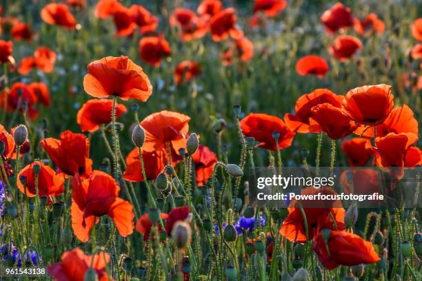 poppies in late afternoon light - powerfocusfotografie stock pictures, royalty-free photos & images