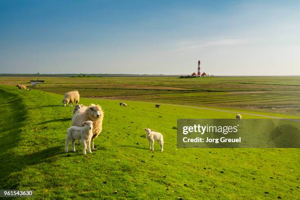 sheep on a dyke - faro di westerhever foto e immagini stock