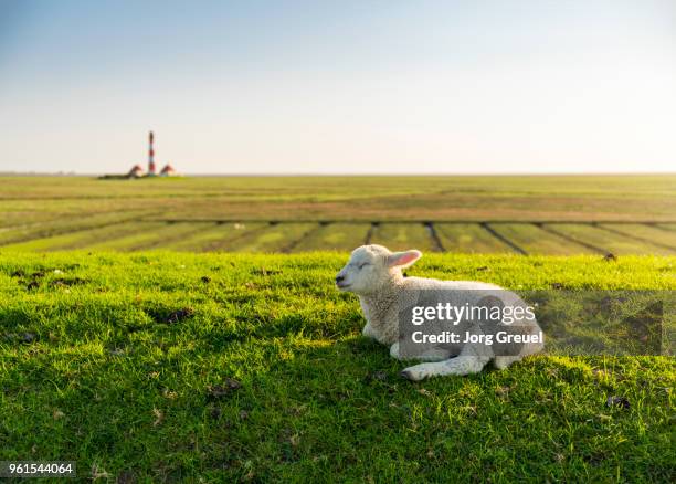 drowsy lamb on a dyke - deich stock-fotos und bilder