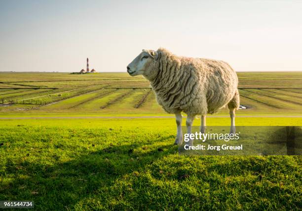 Sheep on a dyke