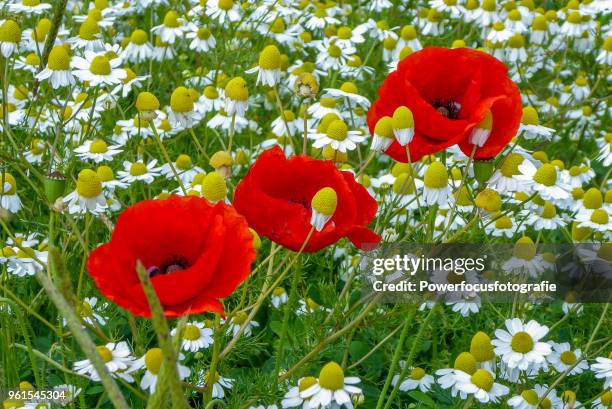 poppies and matricaria - powerfocusfotografie stock-fotos und bilder