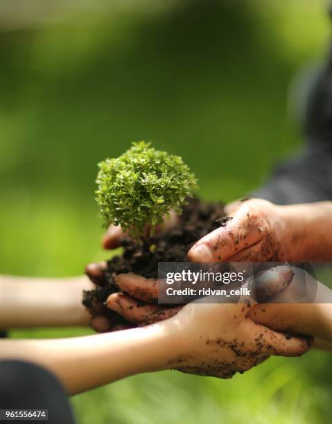 crescente conceito eco grupo mão crianças plantando juntos em solo backgroud - verde estágio de flora - fotografias e filmes do acervo