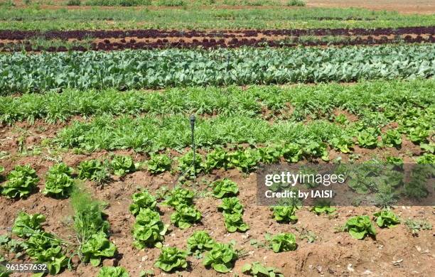 horizontal lines of lettuces, cabbage, red lettuce in the fields - sharon plain stock pictures, royalty-free photos & images