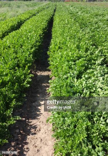 vertical view of the parsley field, diminishing perspective - sharon plain stock pictures, royalty-free photos & images