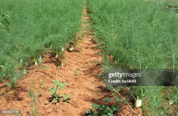 the fennel field with fennel bulbs, ready for harvesting - sharon plain stock pictures, royalty-free photos & images