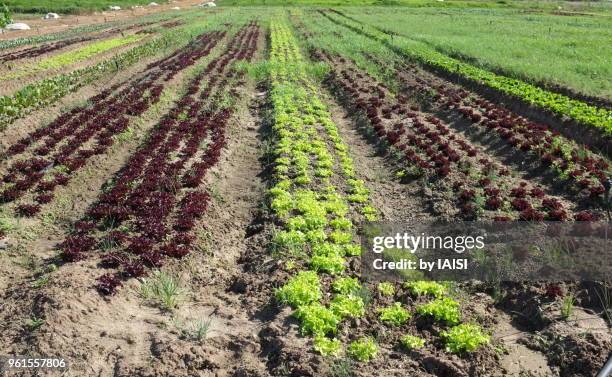 diminishing perspectiveof green and red lettuces in the fields of the sharon plain - sharon plain stock pictures, royalty-free photos & images