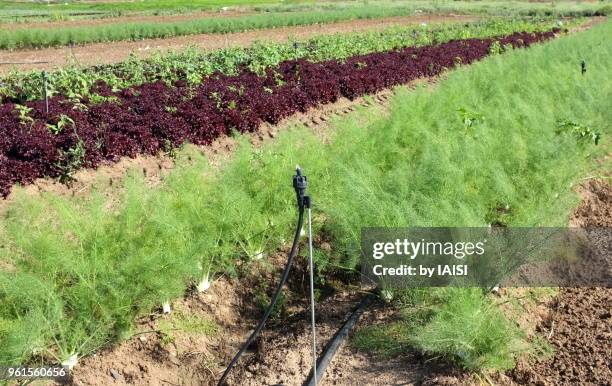 rows of fennel, red lettuce, green lettuce in the fields, diminishing perspective - sharon plain stock pictures, royalty-free photos & images