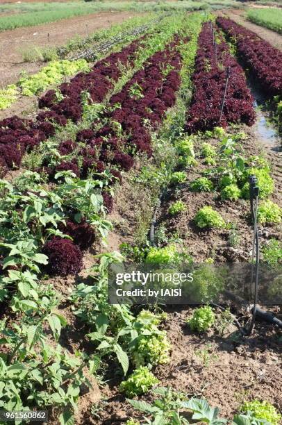 vertical view of green and red lettuces in rows - sharon plain stock pictures, royalty-free photos & images