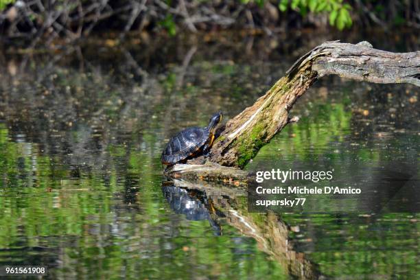 european pond turtle (emys orbicularis) - supersky77 foto e immagini stock