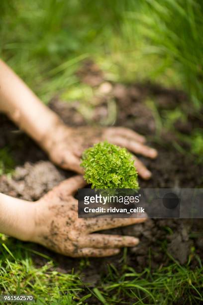mano de niño plantar árboles jóvenes de cerca - sembrar fotografías e imágenes de stock