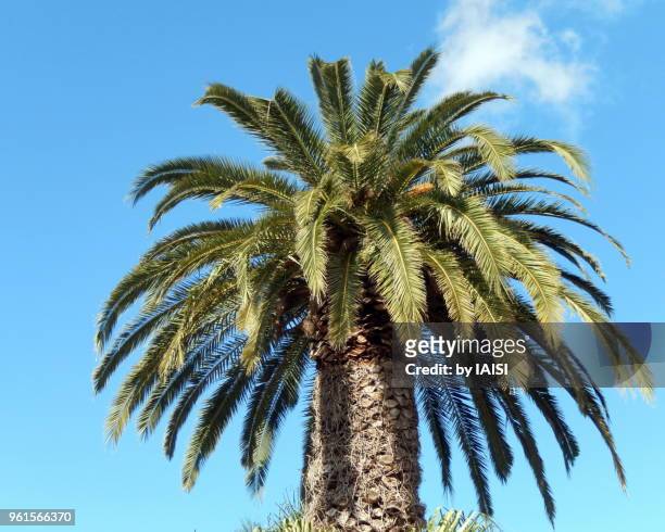 a majestic palm tree against blue sky - date palm tree stock-fotos und bilder