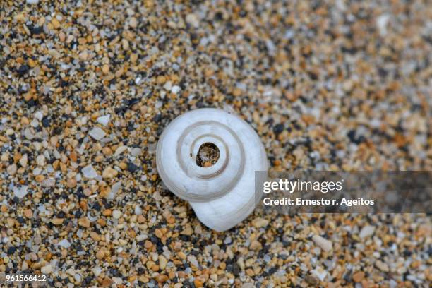 close up of broken seashell with a background of beach sand - broken seashell stock pictures, royalty-free photos & images