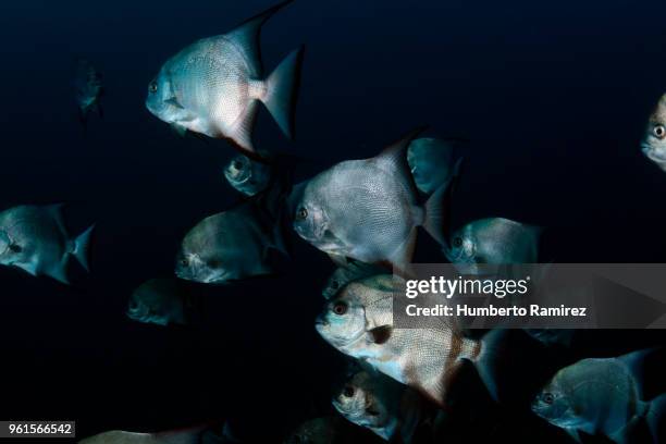 Spadefush Spadefish Photos and Premium High Res Pictures - Getty Images