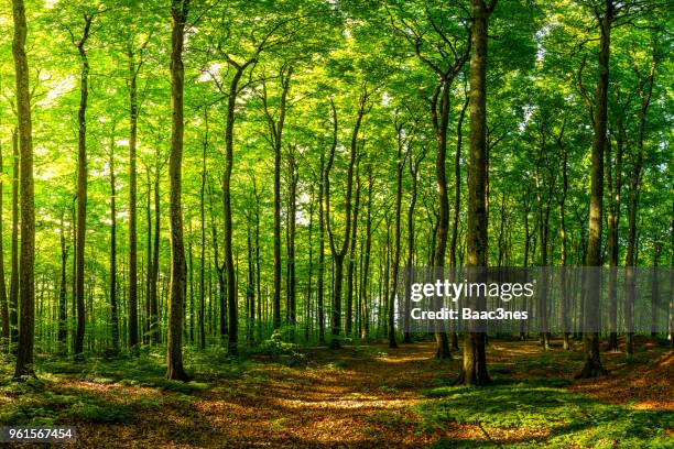 green beech forest one early spring morning - beech trees stock-fotos und bilder