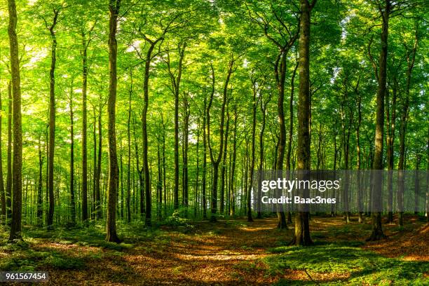 green beech forest one early spring morning - lush imagens e fotografias de stock