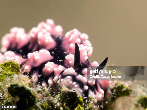 close-up of sea slug underwater - ictiología fotografías e imágenes de stock
