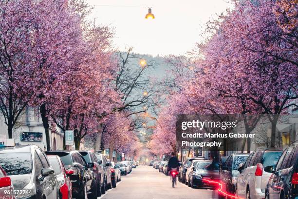 bicycle rider in the streets of zurich surrounded by blossoming cherry trees. - erblühen zeitraffer stock-fotos und bilder