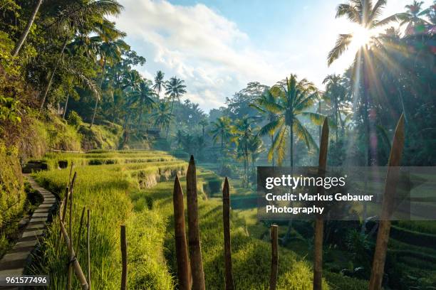 tegallalang rice terraces at sunrise, bali, indonesia - ubud stock pictures, royalty-free photos & images