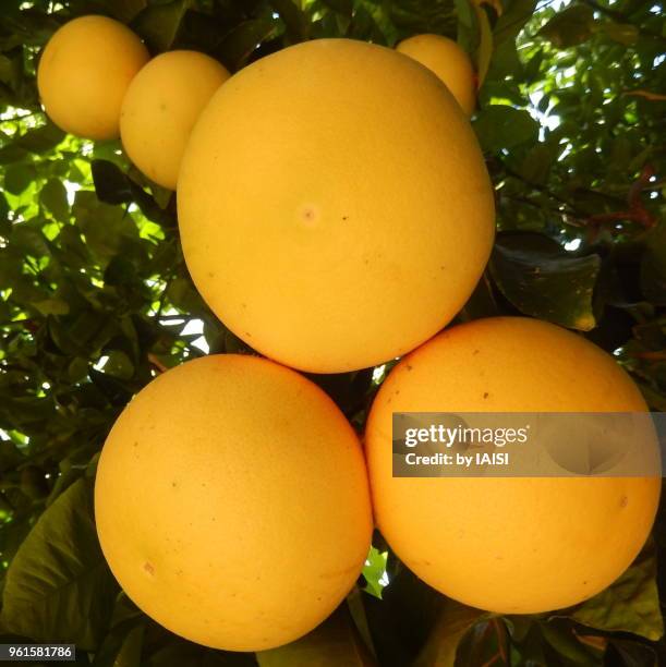 grapefruits in cluster on the tree - sharon plain stock pictures, royalty-free photos & images