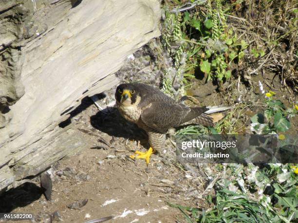 peregrine falcon (falco peregrinus) - frosted pinecone stock pictures, royalty-free photos & images