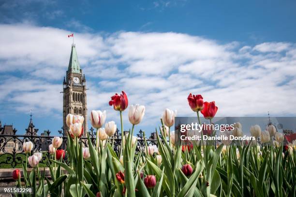 red and white tulips in front of the parliament buildings during the tulip festival in ottawa - parliament hill ottawa stock pictures, royalty-free photos & images