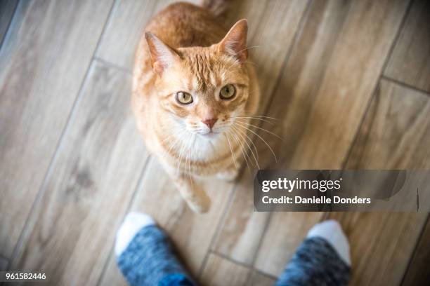 cat between owner's feet looks up at camera - gatto soriano foto e immagini stock