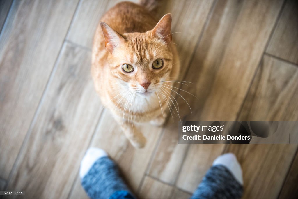 Cat between owner's feet looks up at camera