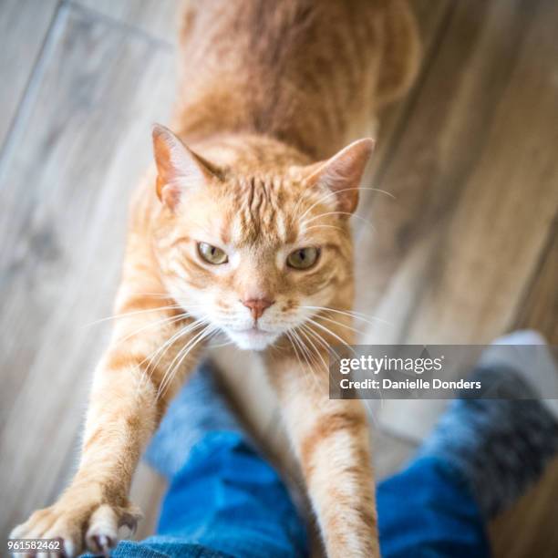 personal perspective looking down at cat stretching against human legs - danielle donders fotografías e imágenes de stock