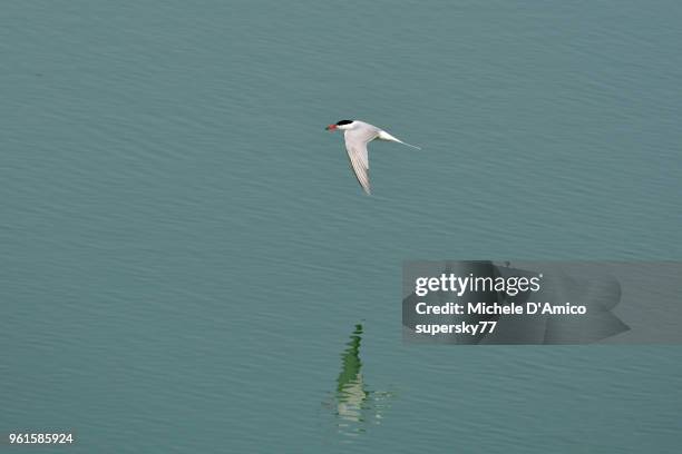 common tern (sterna hirundo) - supersky77 foto e immagini stock