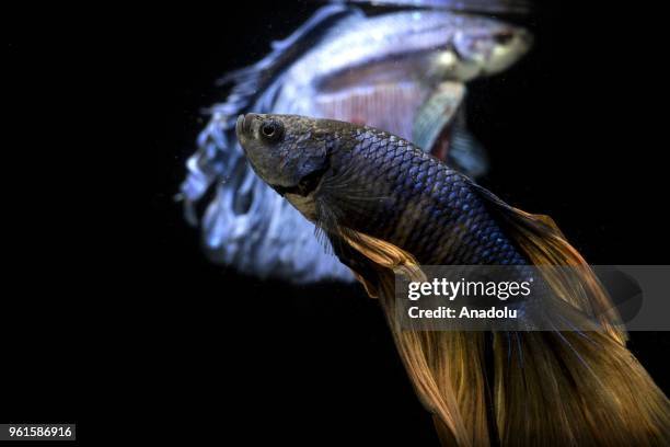 Siamese Fighting Fish also known as Betta splendens are seen in an aquarium in Chicago, United States on May 23, 2018. Betta splendens are found in...