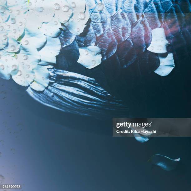 fish whose scales have become petals - arowana stock pictures, royalty-free photos & images