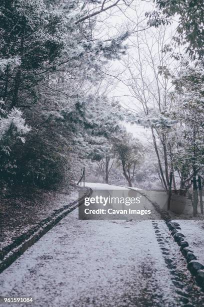 snow covered road by trees during winter - kyoto covered with first snow of the season imagens e fotografias de stock