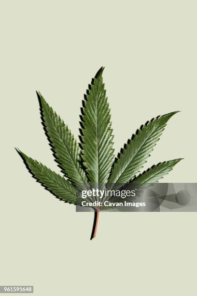 marijuana leaf against white background - cannabis leaf fotografías e imágenes de stock