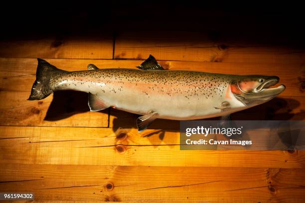 stuffed fish mounted on wall - jagdtrophäe stock-fotos und bilder