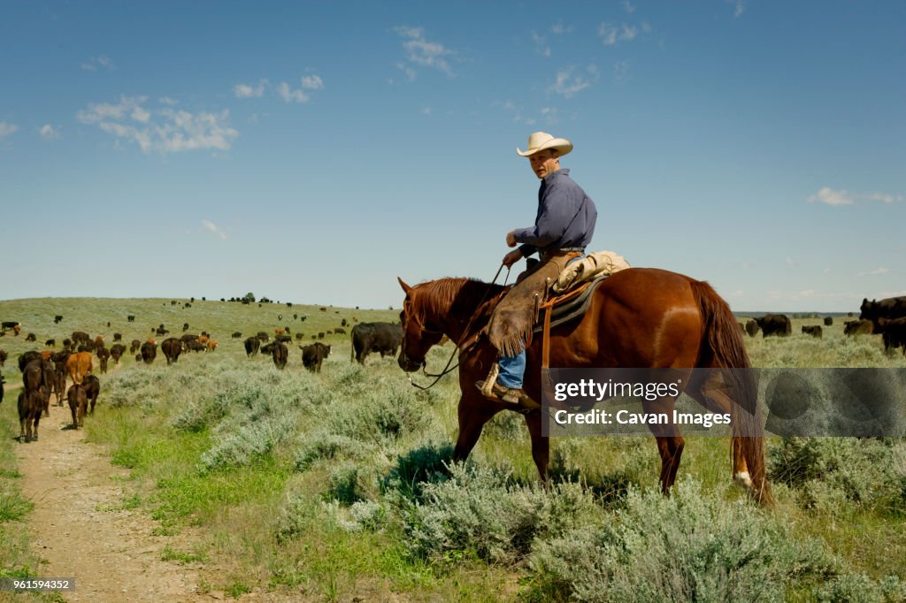 Man looking away while sitting on horse in field