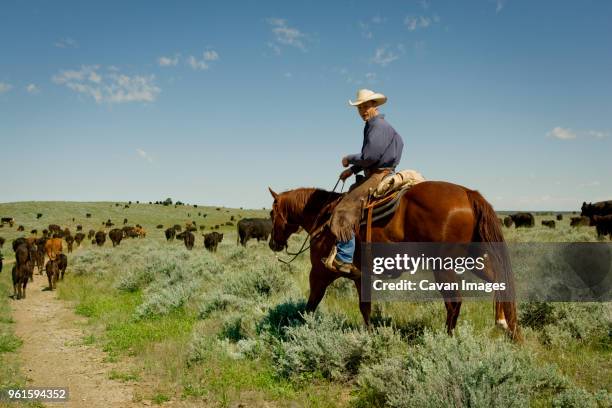 man looking away while sitting on horse in field - cowboy bildbanksfoton och bilder