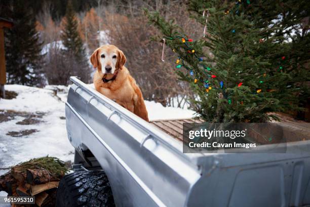 golden retriever with christmas tree in pick-up truck - christmas truck bildbanksfoton och bilder