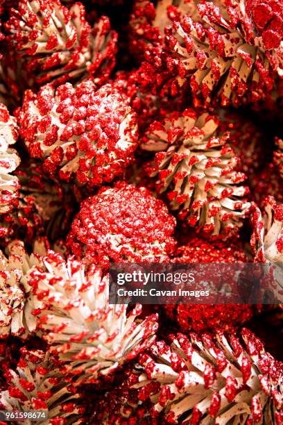 red pine cones - red pine stock pictures, royalty-free photos & images