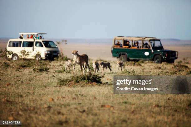 tourists looking at cheetahs while sitting in car - kenya safari stock pictures, royalty-free photos & images