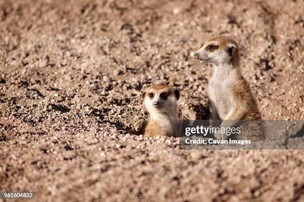 close-up of meerkats at field - insectivora stock pictures, royalty-free photos & images