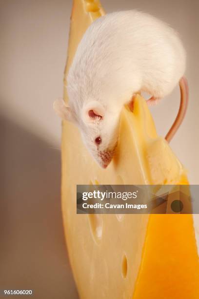 Lab Rats Challenge Cheese Rat Cheese Photos and Premium High Res Pictures - Getty Images