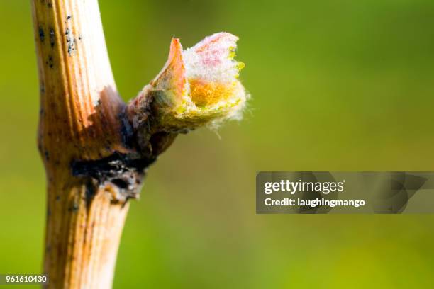 grapevine bud break vineyard - okanagan vineyard stock pictures, royalty-free photos & images