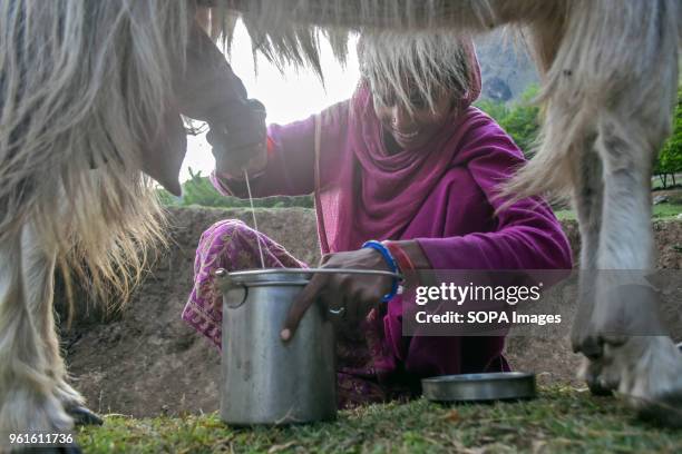 Nomad woman milking a goat on a sunny hot day on the outskirts of Srinagar.