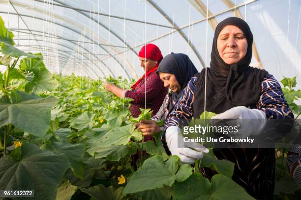 April 23: Refuge camp Domiz 1 in the district Semeel. Women at work in a greenhouse where cucumbers are cultivated. The agricultural projects serve...